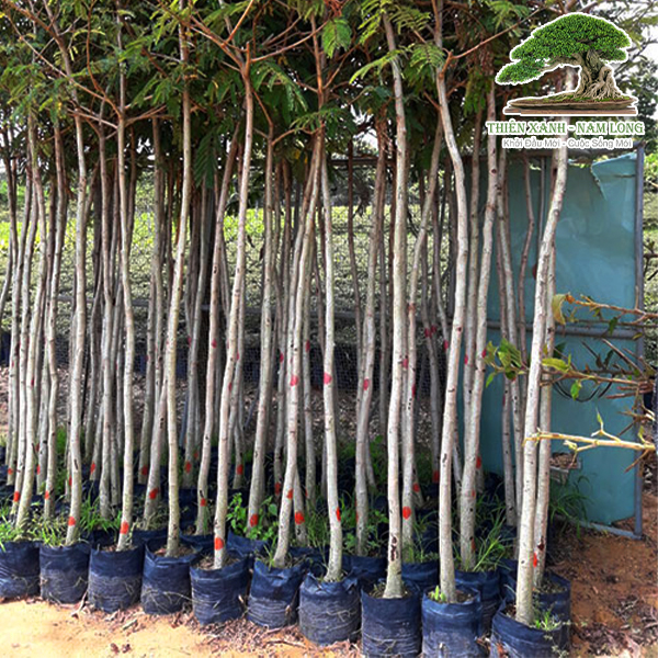 Cây xanh các loại